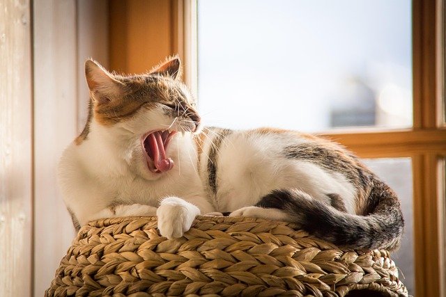 déficit chronique de sommeil