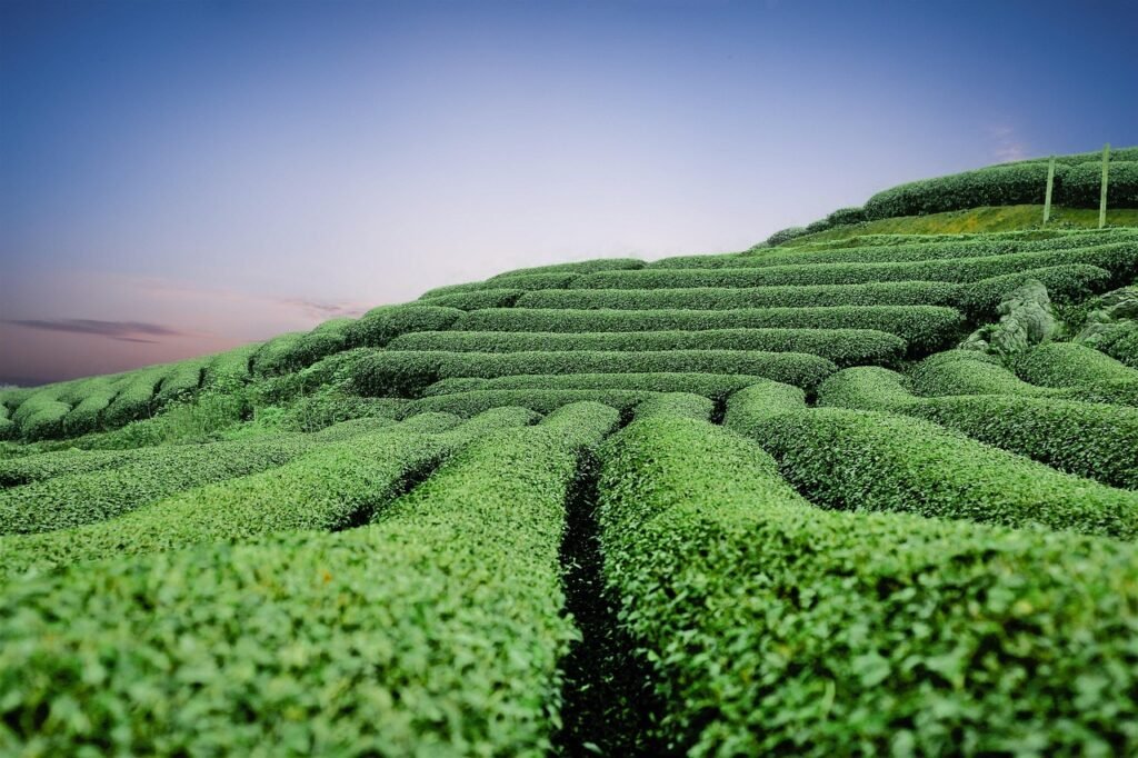 le thé vert de chine