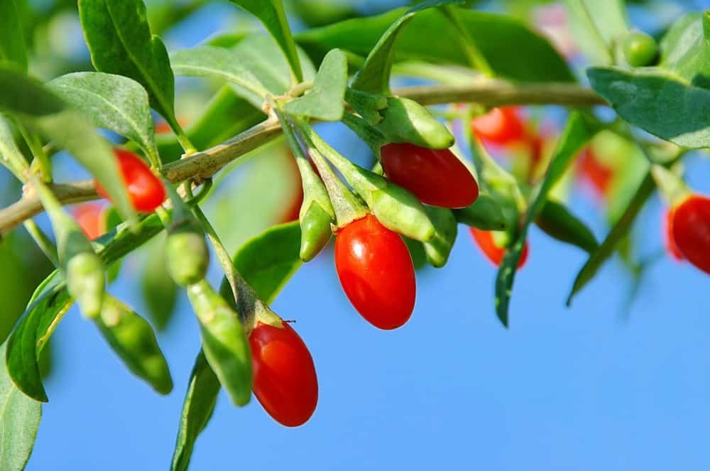 les plantations de baie de goji bio