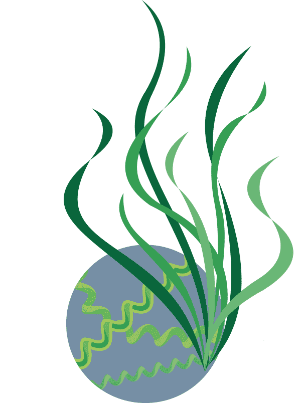 la spiruline et la satiété