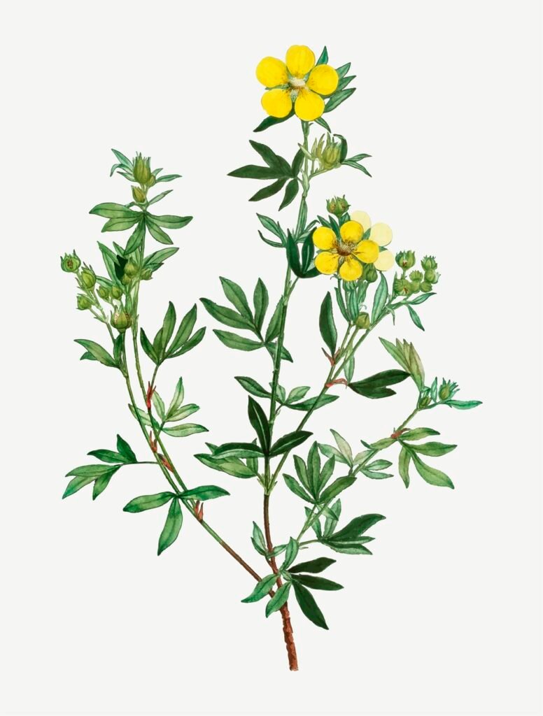 plante booster de libido Tribulus Terrestris