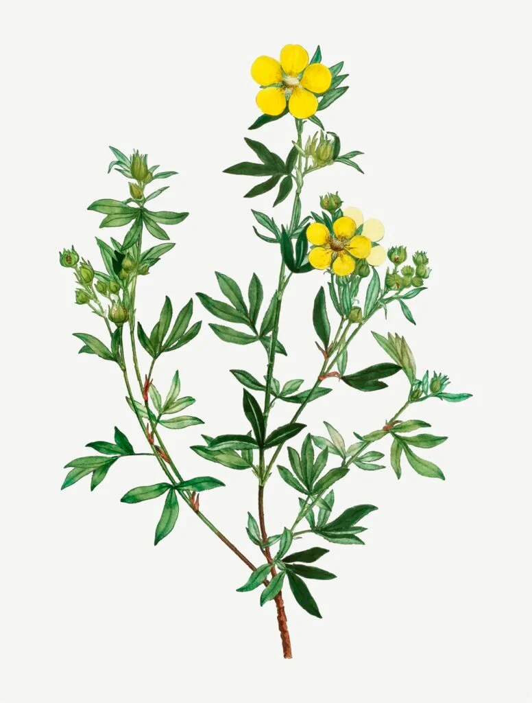 Plante Tribulus Terrestris naturelle avec fruits épineux riches en saponines pour booster la libido