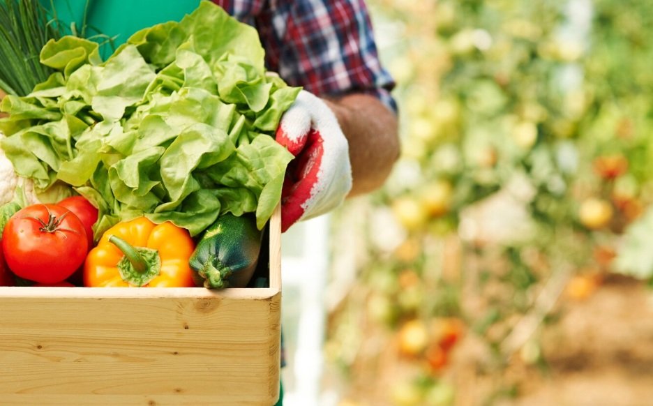 Agriculture locale juillet France - producteur récolte légumes saison
