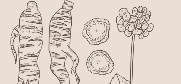 Racines d'ashwagandha fraîches et gélules d'extrait KSM-66, le complément anti-stress naturel plébiscité en 2025