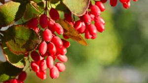 Plante d'épine-vinette et gélules de berbérine HCL, complément naturel pour la régulation glycémique et métabolique