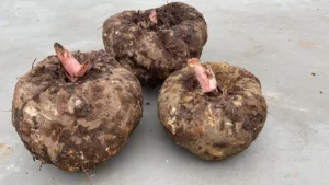 Racine de konjac et gélules de glucomannane, fibre soluble naturelle pour la satiété et le contrôle du poids